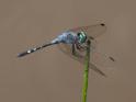 Micrathyria debilis (Peten Dasher) male-3.jpg